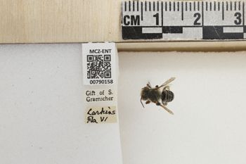 Media type: image;   Entomology 790158 Aspect: Labels